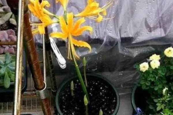 石蒜叶子太长如何解决，把过长的叶片剪短可促进花芽分化