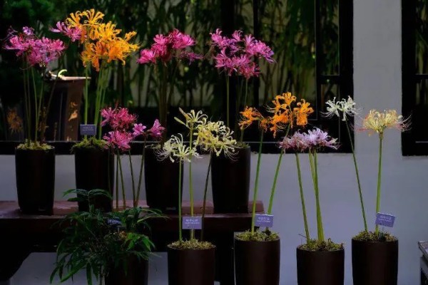 石蒜叶子太长如何解决，把过长的叶片剪短可促进花芽分化