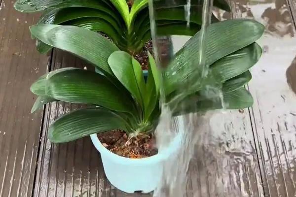 君子兰四季怎么浇水，不同季节的浇水方法不同