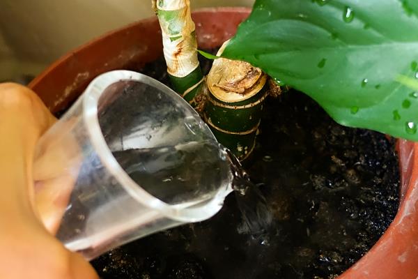 君子兰四季怎么浇水，不同季节的浇水方法不同