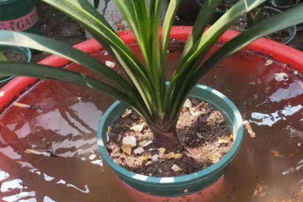 君子兰四季怎么浇水，不同季节的浇水方法不同