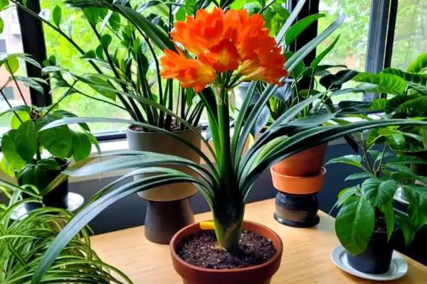 君子兰四季怎么浇水，不同季节的浇水方法不同