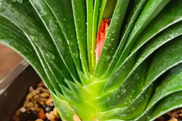 君子兰四季怎么浇水，不同季节的浇水方法不同