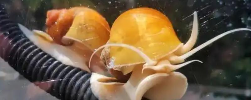 养黄金螺是不是有很多细菌，属于细菌和寄生虫的第一中间宿主