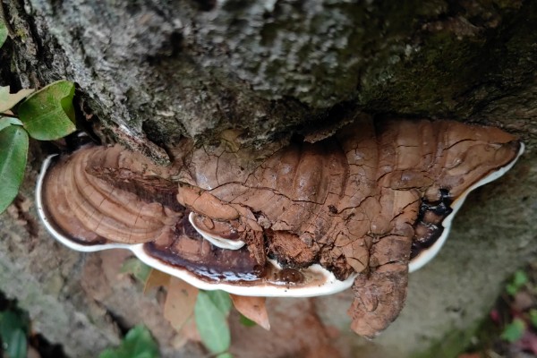 桃树上像灵芝一样的东西是什么，是云芝