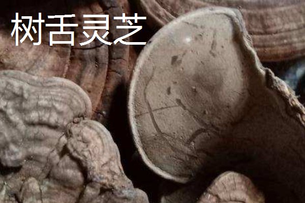 桃树上像灵芝一样的东西是什么，是云芝