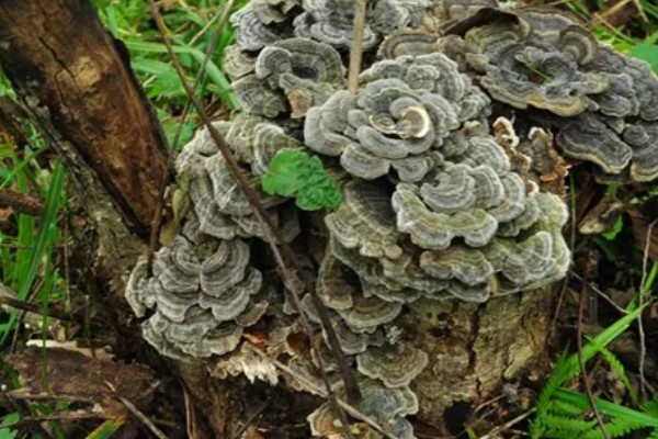 桃树上像灵芝一样的东西是什么，是云芝