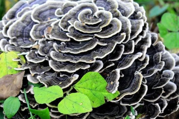 桃树上像灵芝一样的东西是什么，是云芝