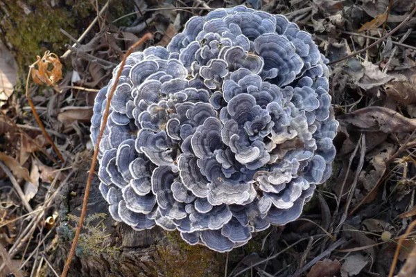 桃树上像灵芝一样的东西是什么，是云芝