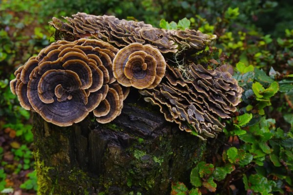 桃树上像灵芝一样的东西是什么，是云芝