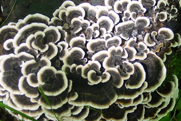 桃树上像灵芝一样的东西是什么，是云芝