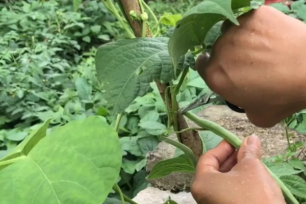 四季豆如何剪枝，剪枝可以在春秋季节进行