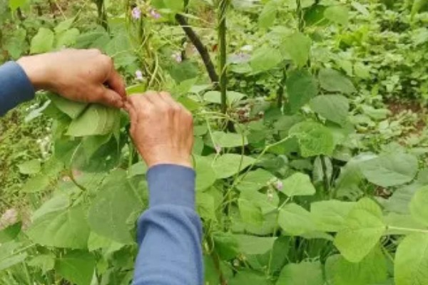 四季豆如何剪枝，剪枝可以在春秋季节进行