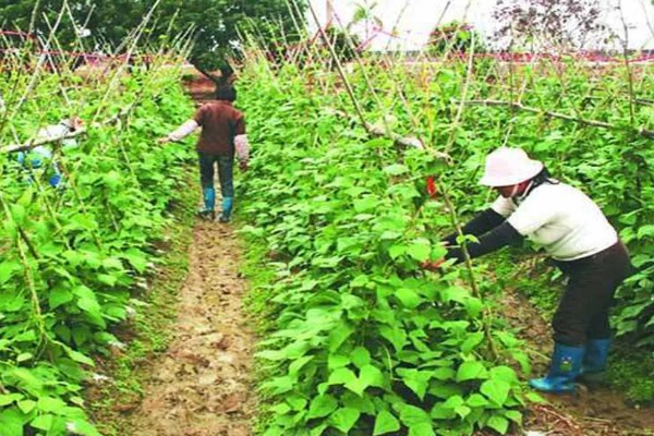 四季豆如何剪枝，剪枝可以在春秋季节进行