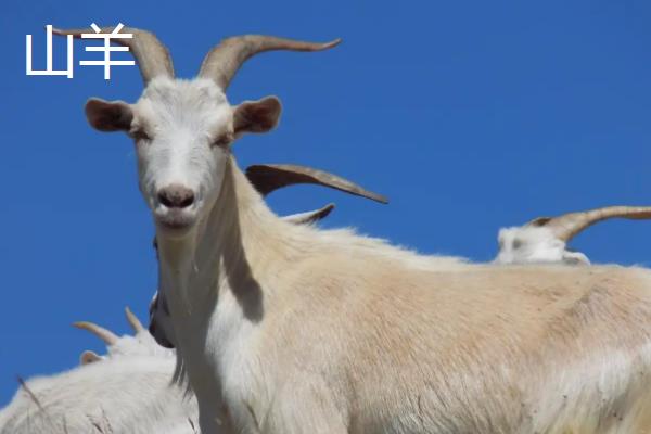 山羊和绵羊有什么区别，染色体、外貌、采食特点等方面都不同