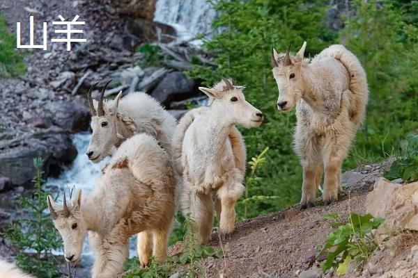 山羊和绵羊有什么区别，染色体、外貌、采食特点等方面都不同