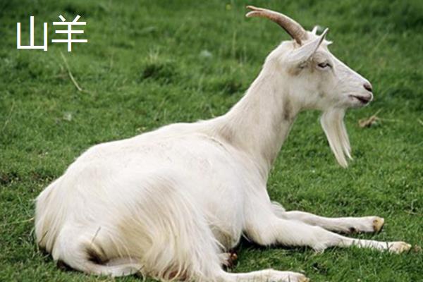 山羊和绵羊有什么区别，染色体、外貌、采食特点等方面都不同