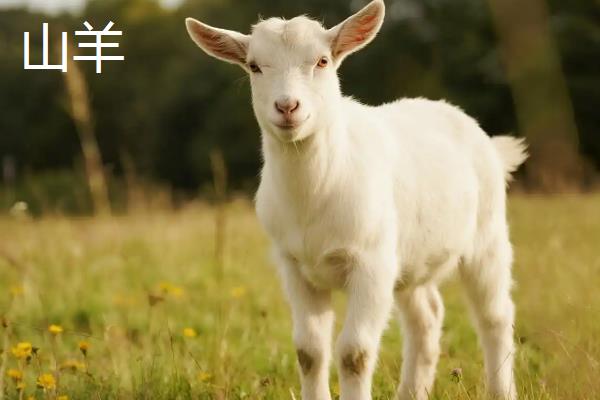 山羊和绵羊有什么区别，染色体、外貌、采食特点等方面都不同