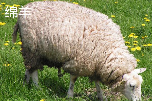 山羊和绵羊有什么区别，染色体、外貌、采食特点等方面都不同