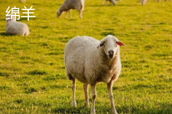 山羊和绵羊有什么区别，染色体、外貌、采食特点等方面都不同