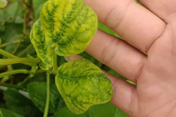 四季豆如何剪枝，剪枝可以在春秋季节进行