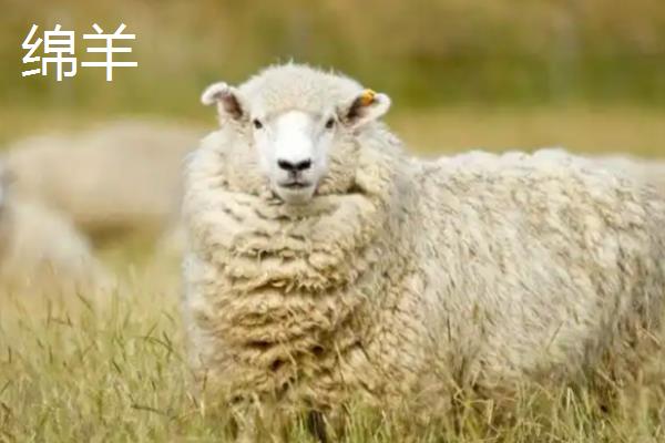 山羊和绵羊有什么区别，染色体、外貌、采食特点等方面都不同