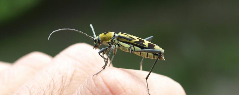 金银花虎天牛的形态特征，体长9.5-15毫米