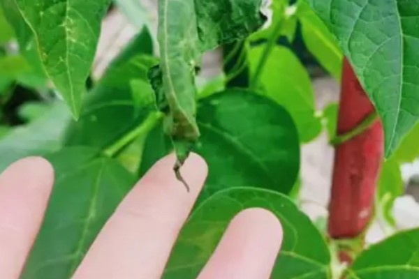 四季豆如何剪枝，剪枝可以在春秋季节进行