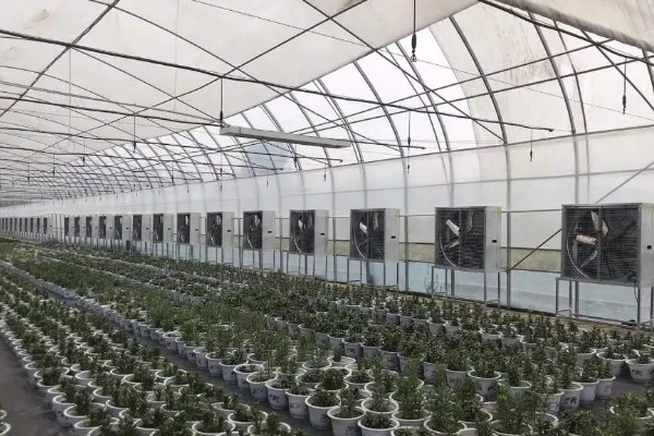 如何降低棚内湿度抑制病害，可全棚覆盖地膜