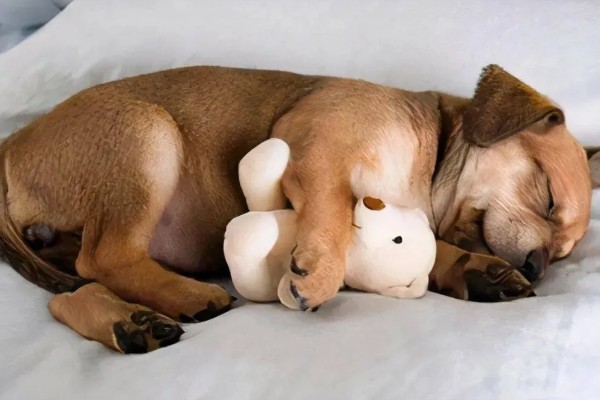 为何狗会缩成一团睡觉，可能是感觉舒服所致