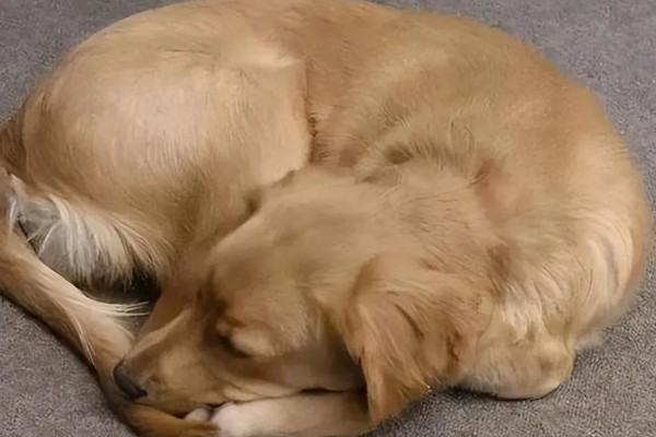 为何狗会缩成一团睡觉，可能是感觉舒服所致