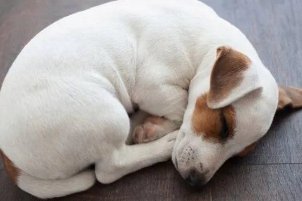 为何狗会缩成一团睡觉，可能是感觉舒服所致