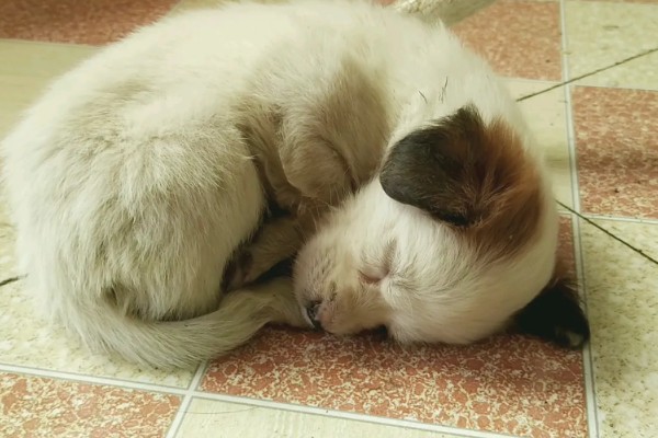 为何狗会缩成一团睡觉，可能是感觉舒服所致