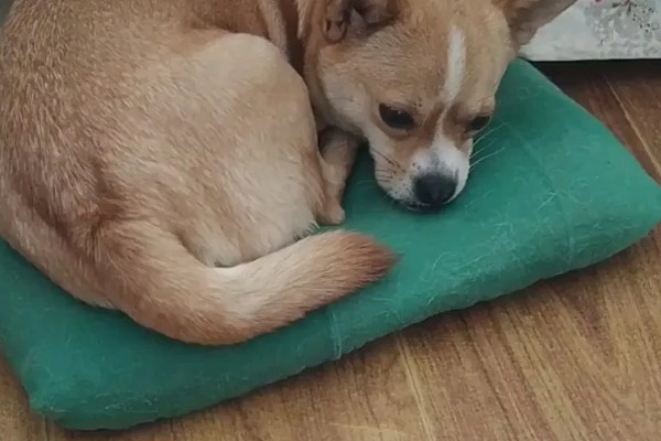 为何狗会缩成一团睡觉，可能是感觉舒服所致