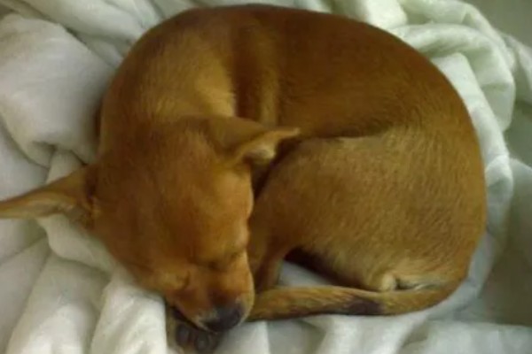 为何狗会缩成一团睡觉，可能是感觉舒服所致