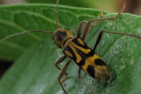 金银花虎天牛的形态特征,体长9.5-15毫米