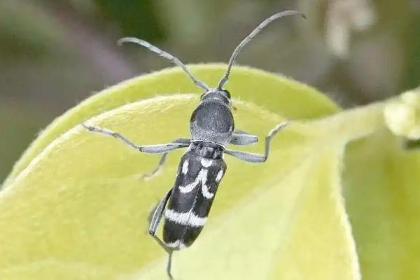 金银花虎天牛的形态特征,体长9.5-15毫米