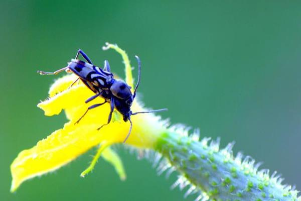 金银花虎天牛的形态特征,体长9.5-15毫米