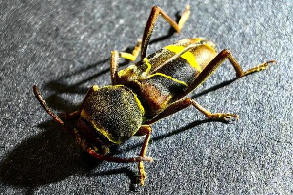 金银花虎天牛的形态特征,体长9.5-15毫米