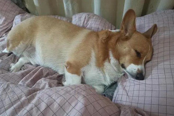 为何狗会缩成一团睡觉，可能是感觉舒服所致