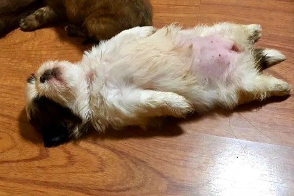 为何狗会缩成一团睡觉，可能是感觉舒服所致