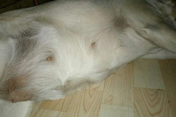 为何狗会缩成一团睡觉，可能是感觉舒服所致