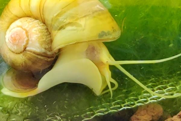 养黄金螺是不是有很多细菌，属于细菌和寄生虫的第一中间宿主