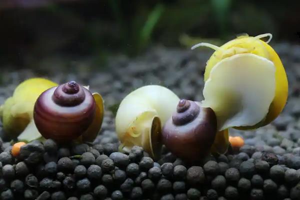 养黄金螺是不是有很多细菌，属于细菌和寄生虫的第一中间宿主