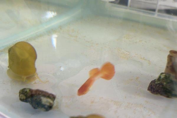 养黄金螺是不是有很多细菌，属于细菌和寄生虫的第一中间宿主