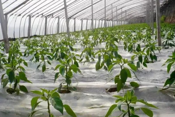 如何降低棚内湿度抑制病害，可全棚覆盖地膜