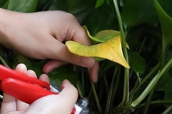 水培绿萝怎么养,首先需做到勤换水