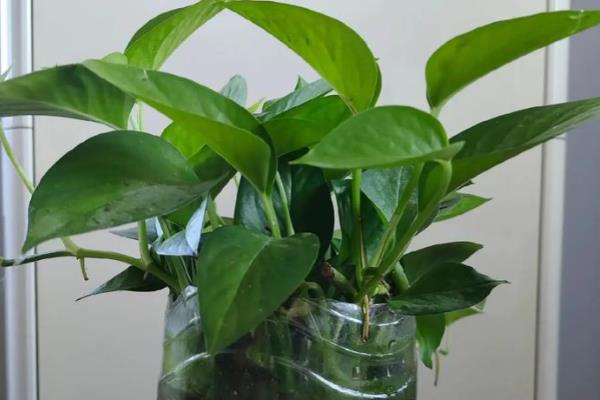 水培绿萝怎么养,首先需做到勤换水
