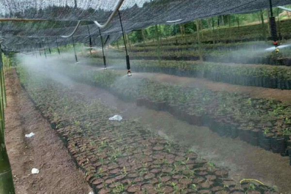 如何降低棚内湿度抑制病害，可全棚覆盖地膜