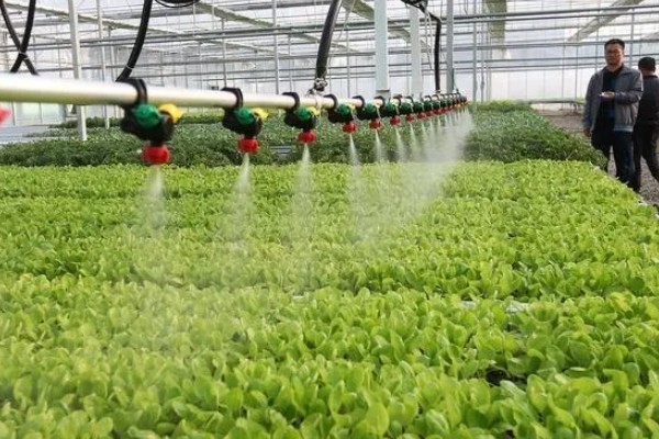 如何降低棚内湿度抑制病害，可全棚覆盖地膜